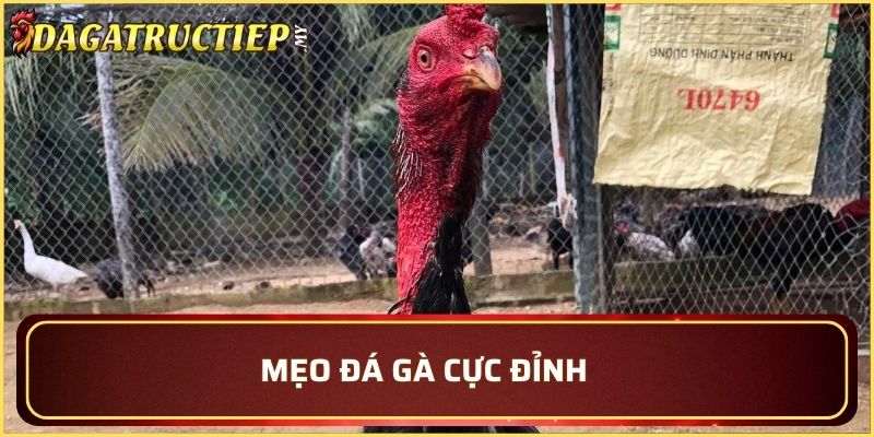 Phân tích chi tiết video để tìm ra chiến thuật hay