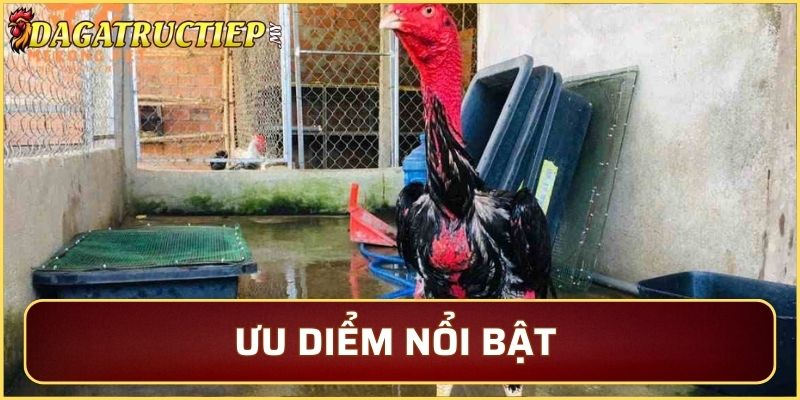Điểm nổi bật của gà chọi phan rang