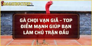 Gà chọi vạn giã