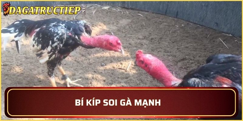 Tuyệt chiêu chọn gà để đạt được hiệu quả thi đấu cao nhất.