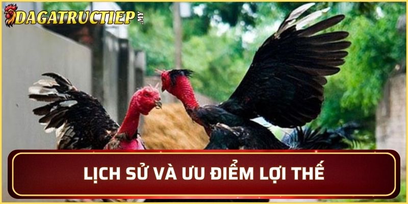 Giới thiệu về giống gà chọi vạn giã