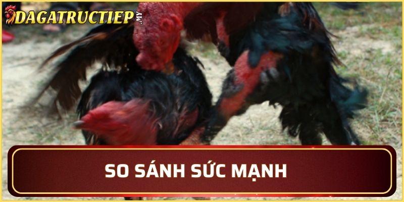 Ưu nhược của từng loại gà
