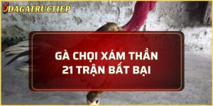 gà chọi Xám Thần