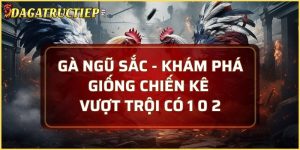 Gà ngũ sắc