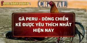 Gà Peru
