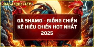 Gà Shamo