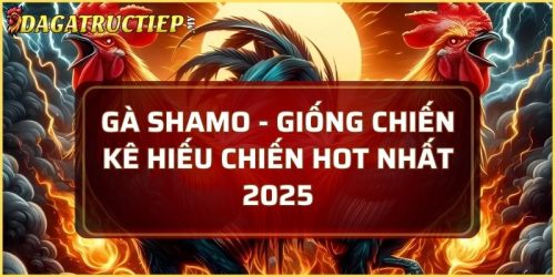 Gà Shamo
