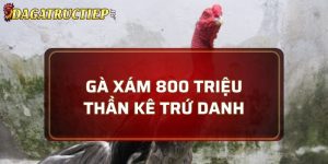 gà xám 800 triệu