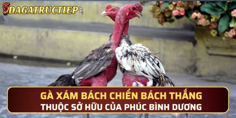 Gà Xám bách chiến bách thắng thuộc sở hữu của Phúc Bình Dương