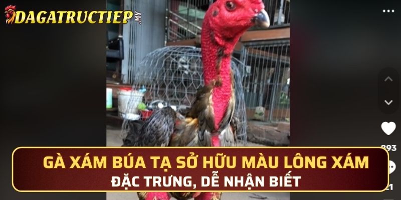 Gà Xám Búa Tạ sở hữu màu lông xám đặc trưng, dễ nhận biết