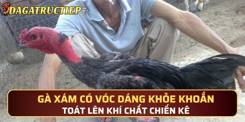 Gà Xám có vóc dáng khỏe khoắn, toát lên khí chất chiến kê