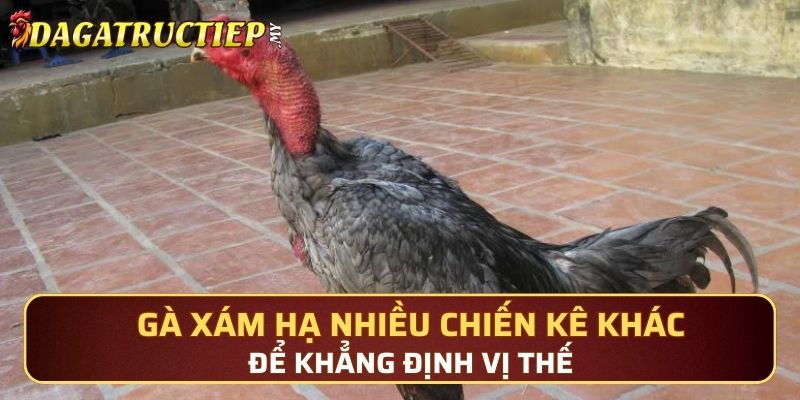 Gà Xám hạ nhiều chiến kê khác để khẳng định vị thế