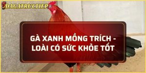 Gà xanh mồng trích