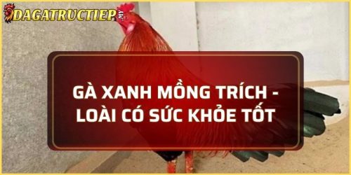 Gà xanh mồng trích
