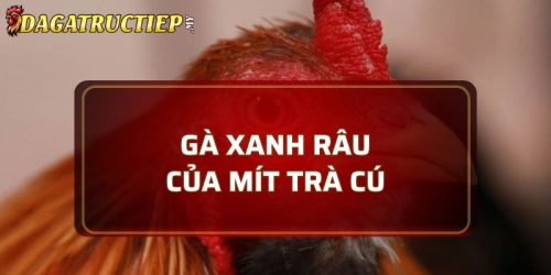 Gà Xanh Râu Mít Trà Cú