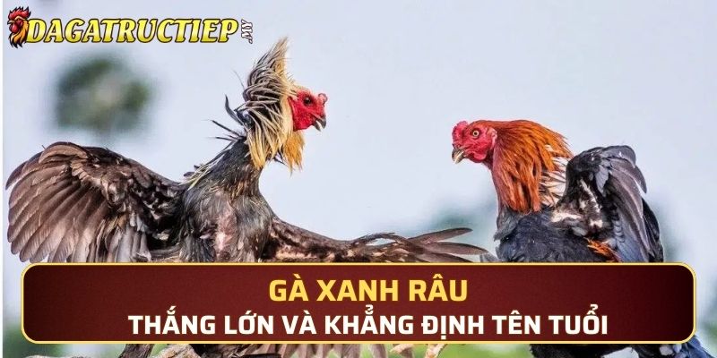 Gà Xanh Râu thắng lớn và khẳng định tên tuổi của mình