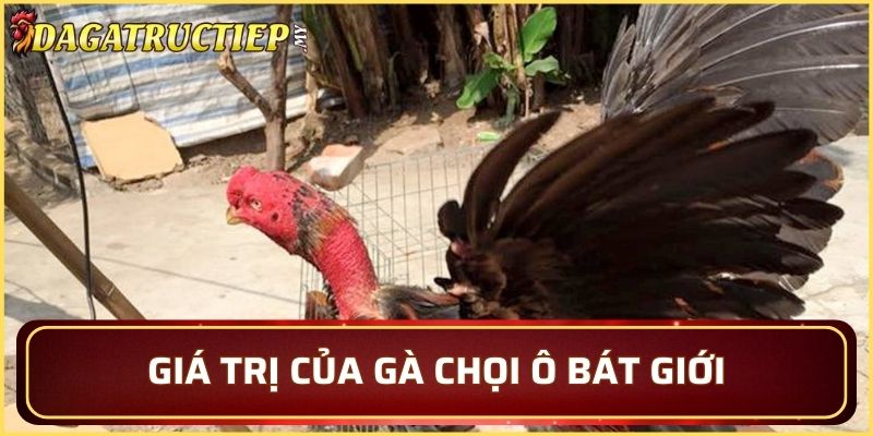 Giá trị cá cược của gà Ô Bát Giới