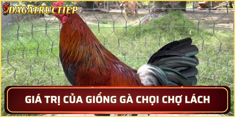 Giá trị của giống gà chọi Chợ Lách
