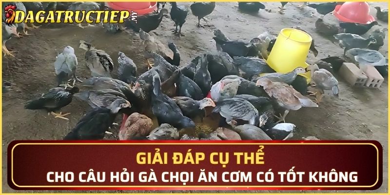 Giải đáp cụ thể cho câu hỏi gà chọi ăn cơm có tốt không