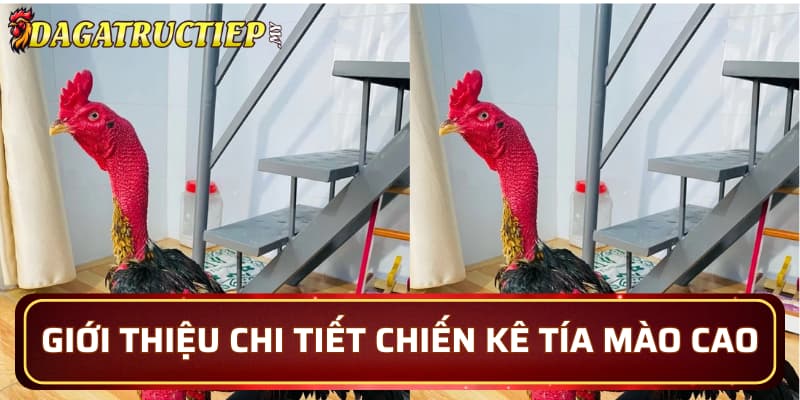 Giới thiệu chi tiết về chiến kê Tía Mào Cao