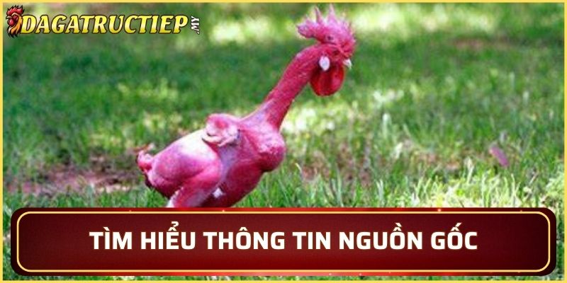Giới thiệu lịch sử của giống gà không lông