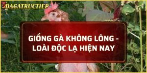 giống gà không lông