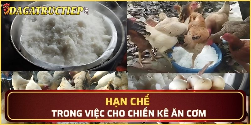 Hạn chế trong việc cho chiến kê ăn cơm