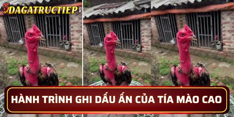 Hành trình ghi dấu ấn của Tía Mào Cao