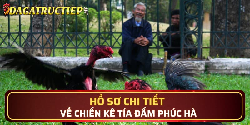 Hồ sơ chi tiết về chiến kê Tía Đấm Phúc Hà