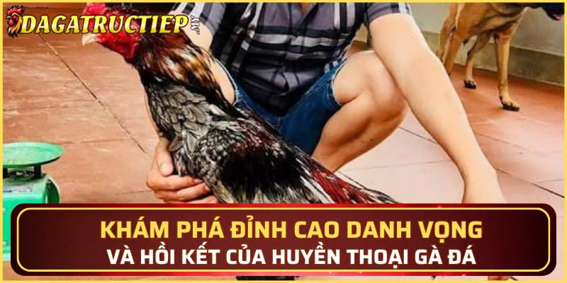 Khám phá đỉnh cao danh vọng và hồi kết của huyền thoại gà đá