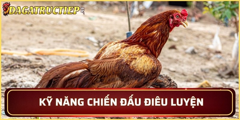 Khám phá những kỹ năng chiến đấu điêu luyện