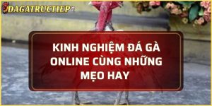 kinh nghiệm đá gà online