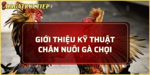 Kỹ thuật chăn nuôi gà chọi