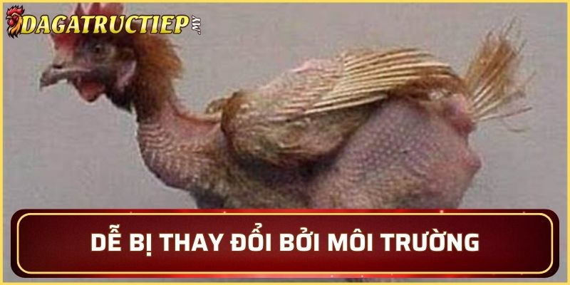 Lưu ý về khả năng thích nghi