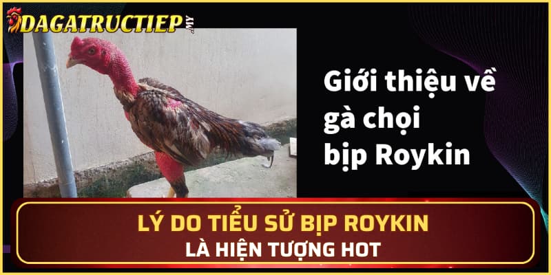 Lý do tiểu sử Bịp Roykin là hiện tượng hot