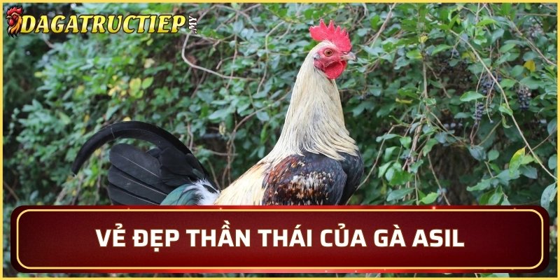 Ngắm nhìn vẻ đẹp thần thái của gà Asil