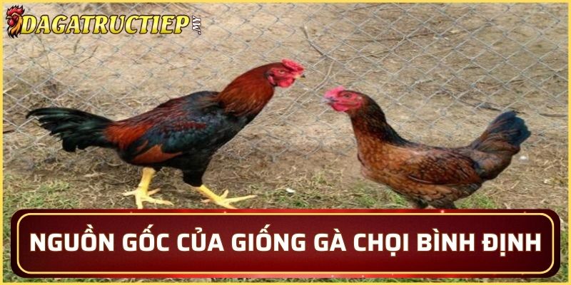 Nguồn gốc của giống gà chọi Bình Định