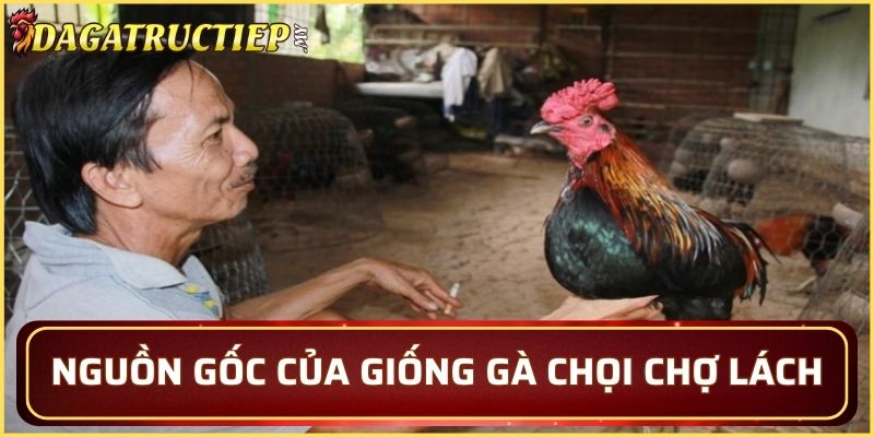 Nguồn gốc của giống gà chọi Chợ Lách