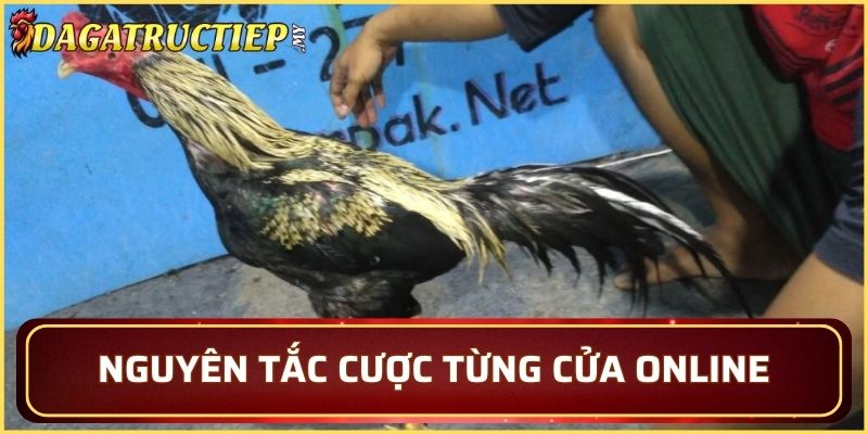Nguyên tắc cược ở từng cửa online trong đá gà Thái