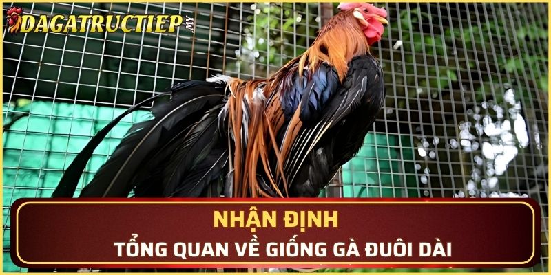 Nhận định tổng quan về giống gà đuôi dài