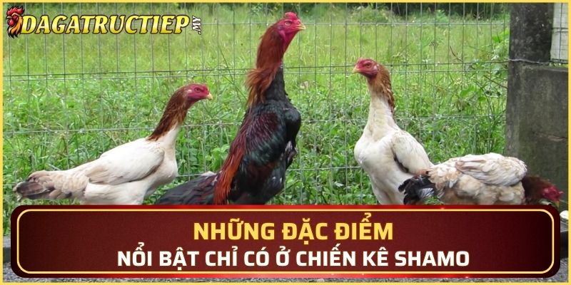 Những đặc điểm nổi bật chỉ có ở chiến kê Shamo