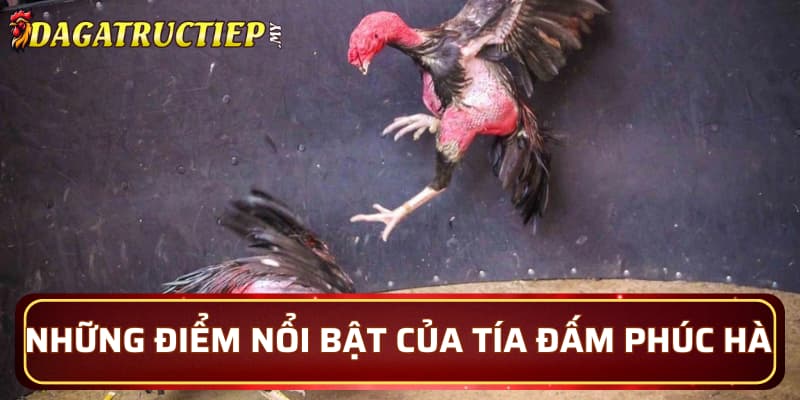 Những điểm nổi bật của Tía Đấm Phúc Hà