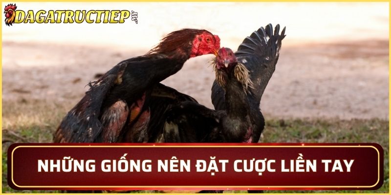 Những giống nên đặt cược liền tay