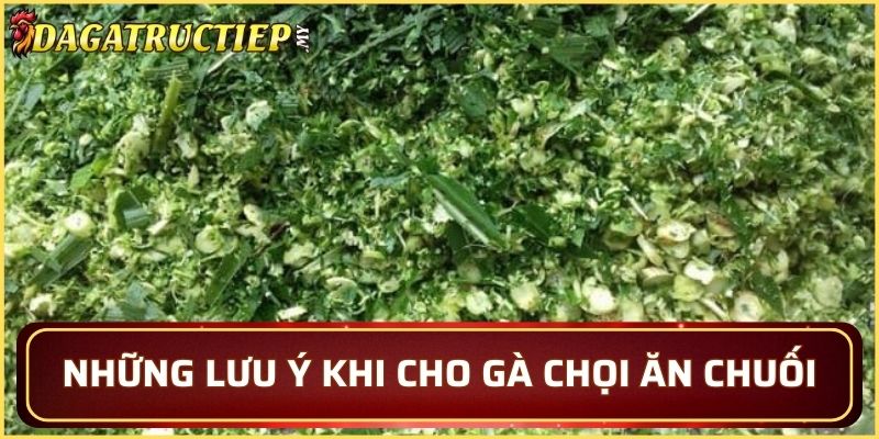 Cho gà chọi ăn chuối đúng cách