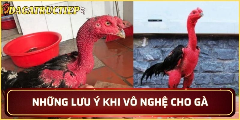 Những lưu ý khi vô nghệ cho gà