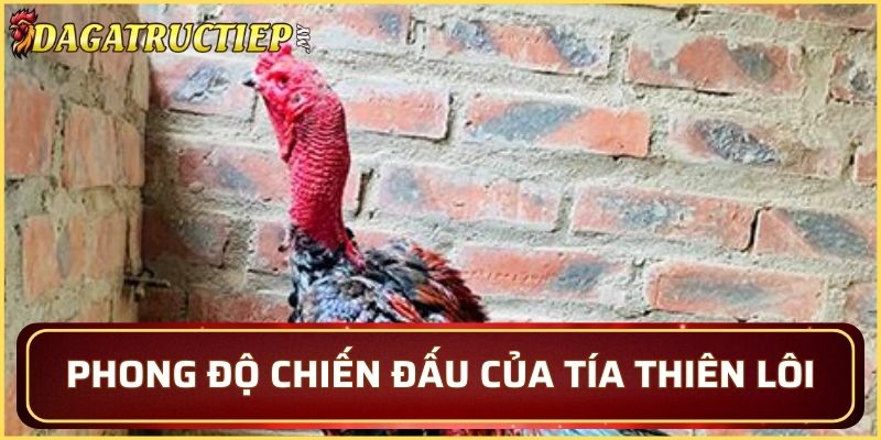 Phong độ chiến đấu của chiến kê Thiên Lôi