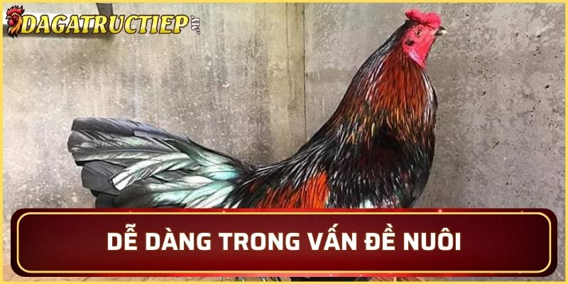 Quá trình nuôi đơn giản