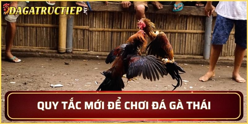 Quy tắc mới nhất để chơi đá gà Thái