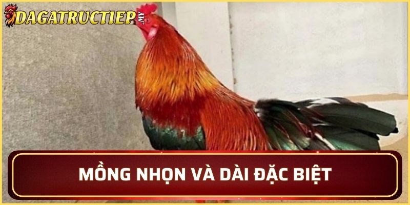Sự khác biệt ở mồng
