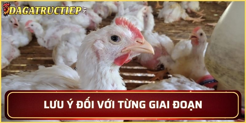 Sự khác biệt trong các giai đoạn